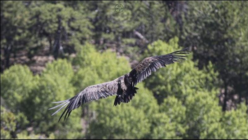 Kızılcahamam - Çamlıdere Bölgesinin Turizm Potansiyeli